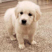 axsfgfhb Cute and lovely Golden Retriever puppies