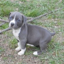 Beautiful males and female American Staffordshire Terrier puppies,