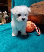 💗🟥🍁🟥C.K.C MALE AND FEMALE MALTESE PUPPIES AVAILABLE💗🟥🍁🟥