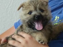 Cute and adorable Cairn terrier puppies.