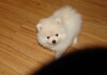 cwd gthtyh pomeranian puppies