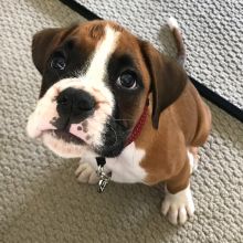 drdgjg three Boxer puppies for sale
