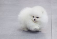 DXG akctiny Pomeranian puppies for sale