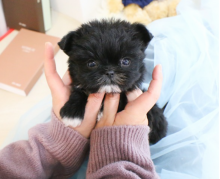 Morkie puppies available