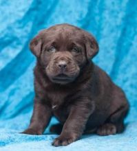 g jhgrd65 hhhg Labrador Retriever Puppies still available