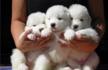 ghffr Charming male and female Samoyed puppies