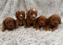 mnjghff Amazing Litter of Cavapoo puppies.