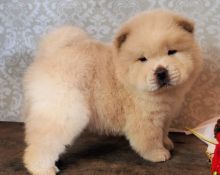 quality chowchow puppies