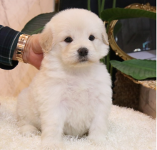 Goldendoodle puppies available (ryan4snoopy@gmail.com)