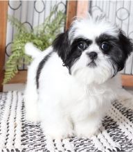 XFEDV RT Akc Shih Tzu Puppies