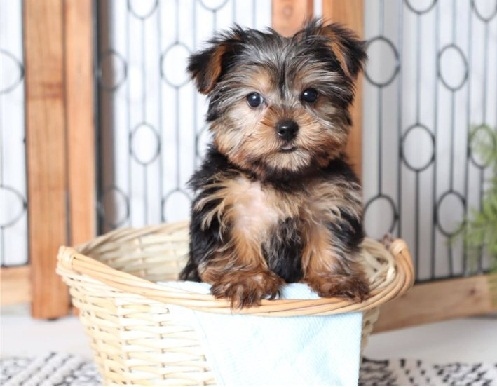 ASFGFR Awesome TOY Yorkie puppies Image eClassifieds4u