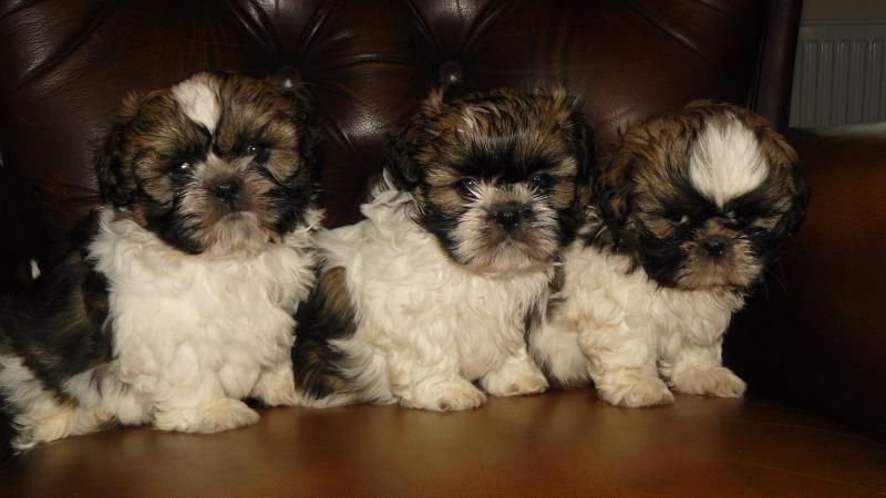 axfg swfrgr Akc Shih Tzu Puppies Image eClassifieds4u