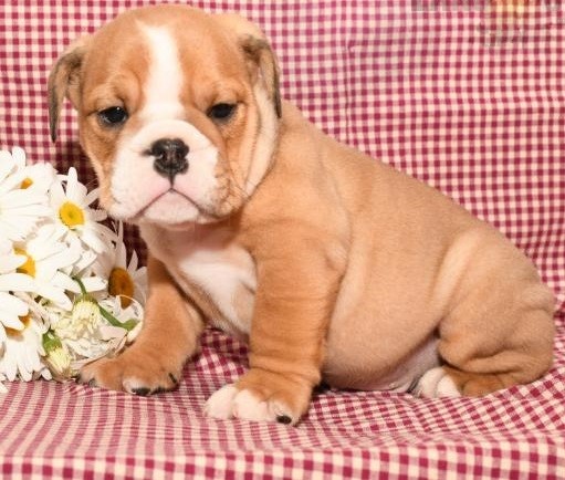 💗🟥🍁🟥C.K.C MALE AND FEMALE ENGLISH BULLDOG PUPPIES AVAILABLE💗🟥🍁🟥 Image eClassifieds4u