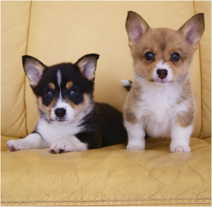 csfrdgf Welsh Corgi Pembroke Puppies Image eClassifieds4u