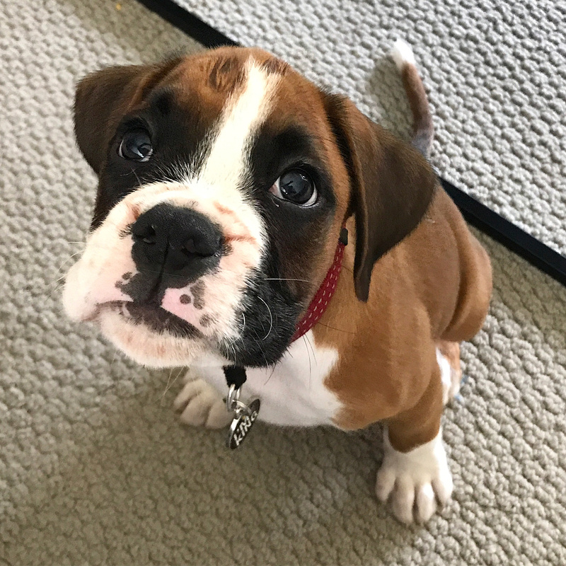 drdgjg three Boxer puppies for sale Image eClassifieds4u