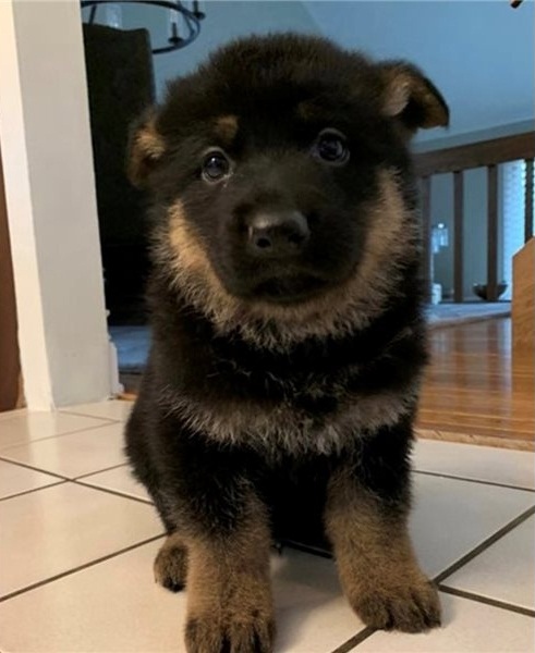 fhghd German Shepherd puppies for sale. Image eClassifieds4u