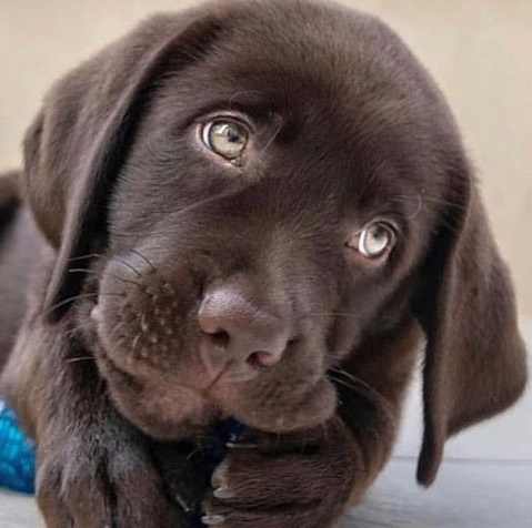 labrador Image eClassifieds4u