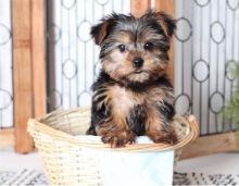 ASFGFR Awesome TOY Yorkie puppies Image eClassifieds4U