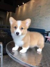 fhdes hhgdyyt gorgeous Welsh Corgi puppies Image eClassifieds4U