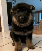 fhghd German Shepherd puppies for sale. Image eClassifieds4U