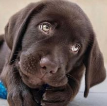 labrador Image eClassifieds4U