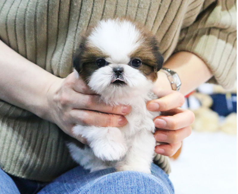 Shih Tzu PUPPIES AVAILABLE Image eClassifieds4u