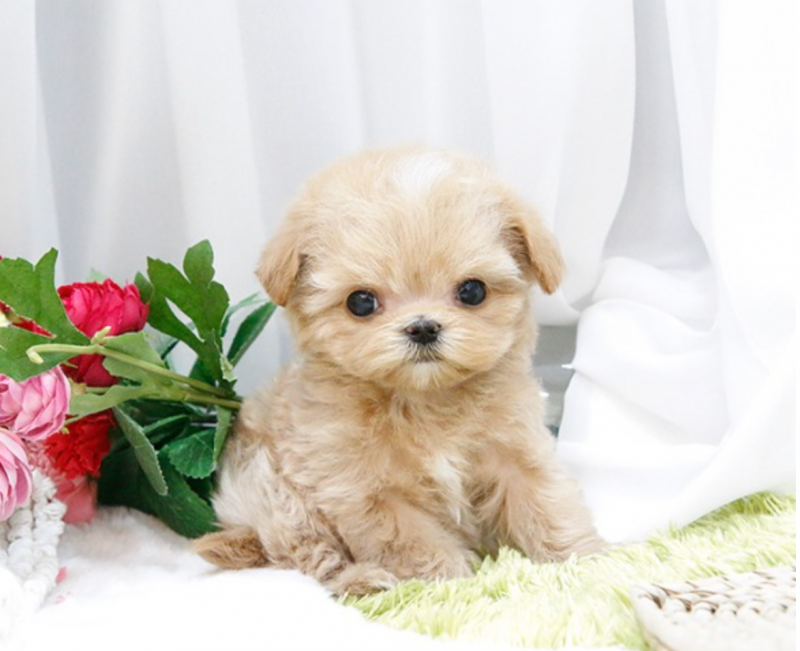 Maltipoo male and female puppies available Image eClassifieds4u