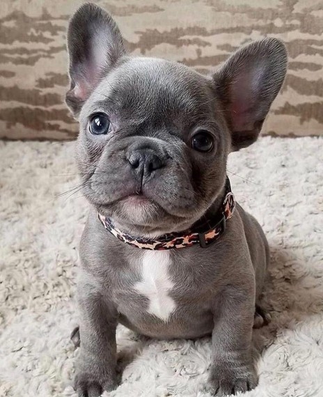 vgddcg French Bulldogs For Sale Image eClassifieds4u