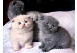 Beautiful Scottish Fold kittens kittens. Image eClassifieds4u