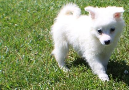 🟥🍁🟥 CKC American Eskimo PUPPIES 💗🟥🍁🟥 Image eClassifieds4u