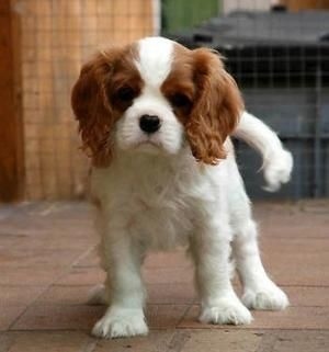 King chailes Spaniels Puppies Image eClassifieds4u