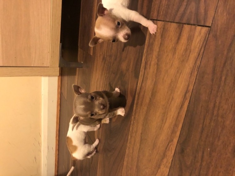 male and female chihuahua ready (ella.mayagodfirst.100@gmail.com) Image eClassifieds4u