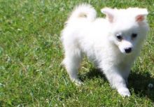 💗🟥🍁🟥 C.K.C MALE AND FEMALE American Eskimo PUPPIES 💗🟥🍁🟥