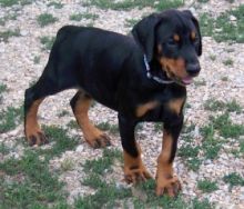 Doberman puppies available.