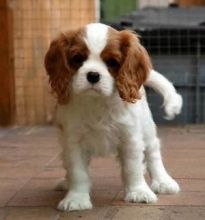 King chailes Spaniels Puppies