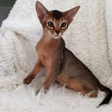 10 weeks old Abyssinian kittens (2 males 1 female)