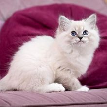4 lovely Siberian kittens available to permanent caring homes.