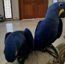 A pair of hyacinth parrots ready