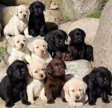 awesome Labrador Retriever puppies puppies