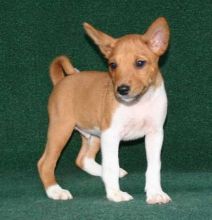 Basenji puppies