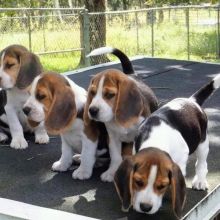 Beagle Puppies