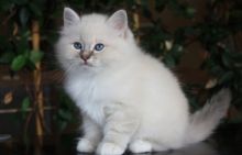 Birman kittens for adoption