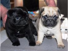 Black and fawn Cute Pug Puppies for adoption