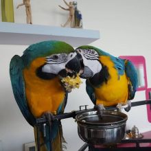 Blue and Gold Macaws ready