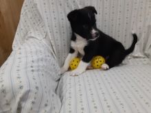 Border Collie Puppies