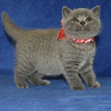 British Short Hair kittens for adoption