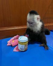 Capuchin monkeys