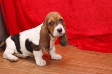 Cute Basset hound puppies.