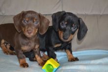 Dachshund puppies