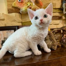 Devon Rex kittens available